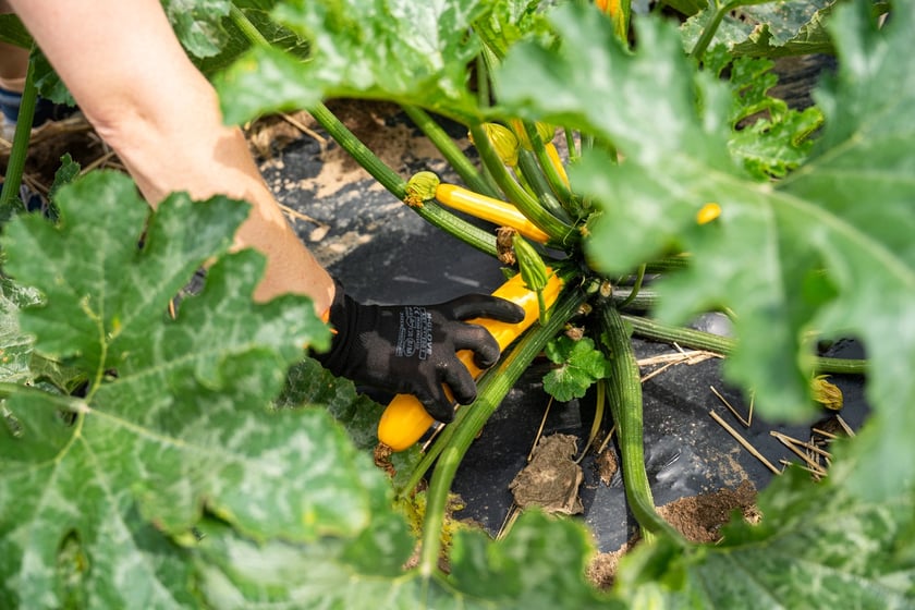 Miejska Farma Wrocławia